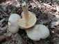 Nagy döggomba (Entoloma sinuatum), Budai-hegység